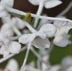 Snowy orchid